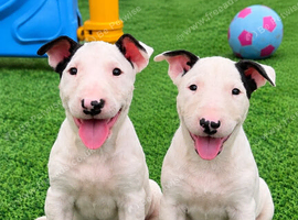 Stunning English bull terrier puppies for sale