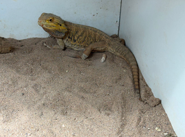 Adult female beared dragon