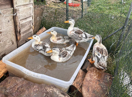 Miniature Silver Appleyard Ducks home hatched