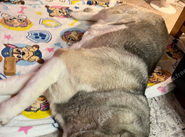Akita female