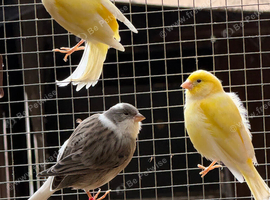 Stunning canaries