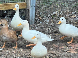 Mallard Ducks