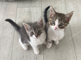 Beautiful male kittens