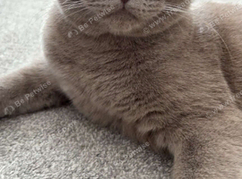 Two Beautiful British Shorthairs Looking for a Loving Home