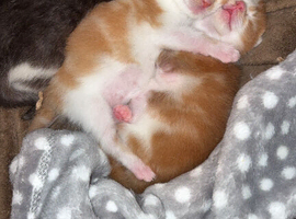 Kittens