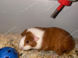 Young Guinea Pig Pair Looking for a New Home