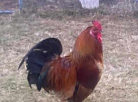 Rooster