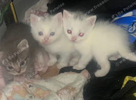 2 British short haired hair kittens for sale