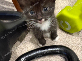 3 little kittens for sale