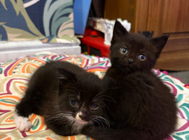 Male kittens