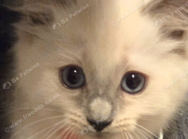 Male ragdoll
