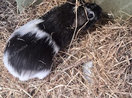 Male guinea pig