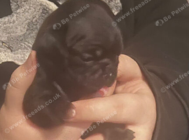 Stunning KC registered pug puppies