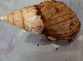 2 giant african land snails for sale