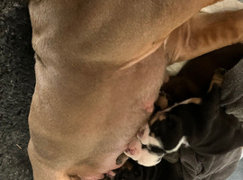 KC registered British bulldog