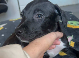 Mixed Breed Pups