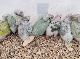 Handreared Tame Conure chicks mooncheek suncheek rose corwned