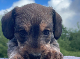 Wire haired dachshund x