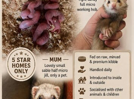 Micro ferrets