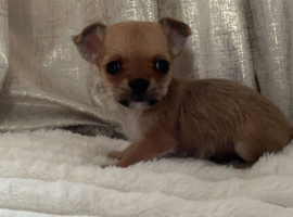 Chi x border terrier