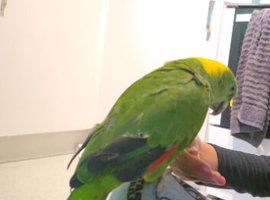 Yellow Naped Amazon