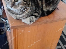 Female Tabby