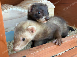 2 female ferrets