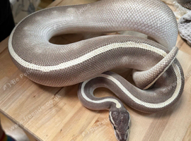 Mixed snakes