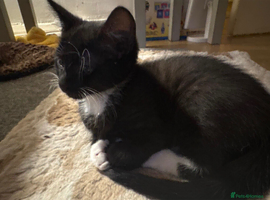 Male kitten