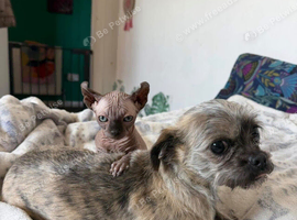 Gorgeous shihtzu x chihuahua girl