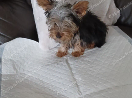Male yorkie