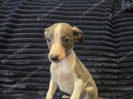 Beautiful Puppies Ready Now