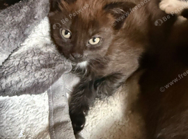 1 kitten left