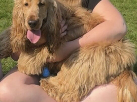 Kc Show cocker spaniel male