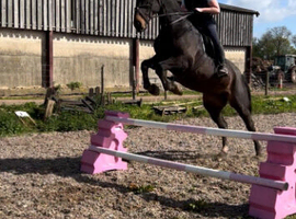 16.2 Bay mare
