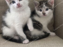 Kittens 2 boys 1 female