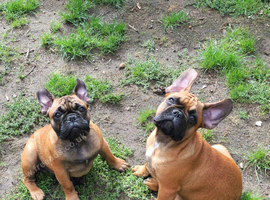 Standard red fawn/pied French bulldog