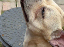 French bull dog x miniature bull dog