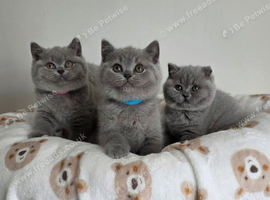 Title British short hair fluffy kittens,London based