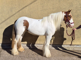 Pippi, 13.2 4yr old skewbald mare