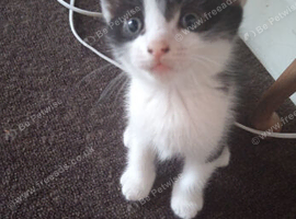 Male black and white kitten ready now