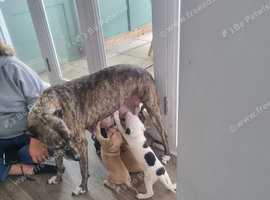 3 puppies left