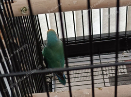 Love bird