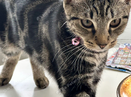 Sweet little kitten looking for forever home