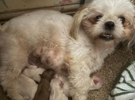 Gorgouse shih tzu pups  3 boys 2 girls