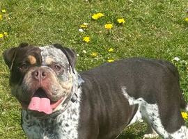 ️Beautiful olde English bulldogs️