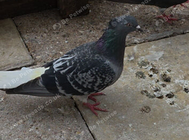 Iranian pigeons
