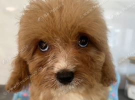 Beautiful 1st generation cavapoos ready to leave