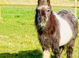Shetland companion wanted for my filly, sadly I lost my mare aged 30