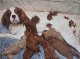 Cavapoo mix litter